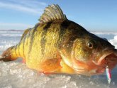 How to go ice fishing?