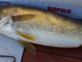 Lake Erie Walleye fishing Videos