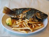 List of all types of fish