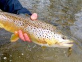 Mad River Trout fishing