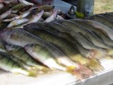 Perch Charters Lake Erie