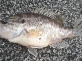 Southwest Ohio Fishing Reports