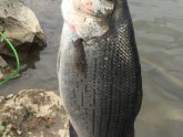 When do white bass run in Ohio