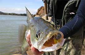 Walleye fishing in Ohio