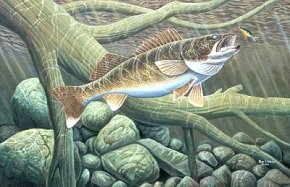 Walleye fishing tips & articles